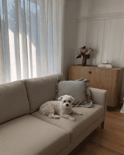 How to Clean a Fabric Sofa Safely: Care Codes, Stains, Odors, and Pet Hair